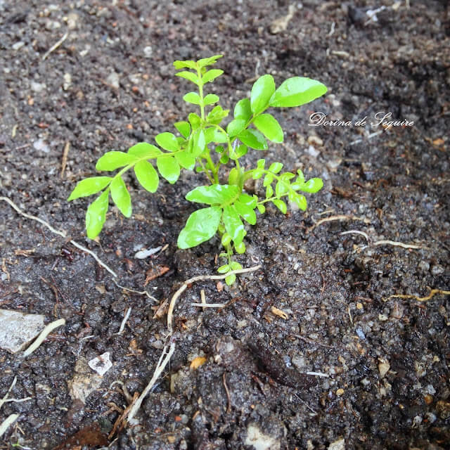 cara tanam pokok kari