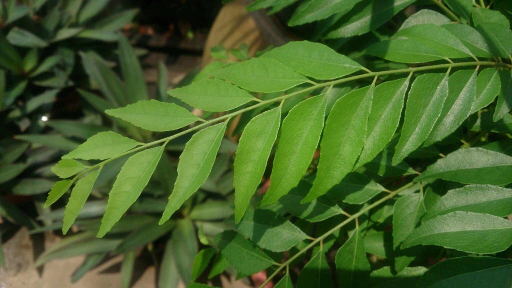 cara tanam pokok kari