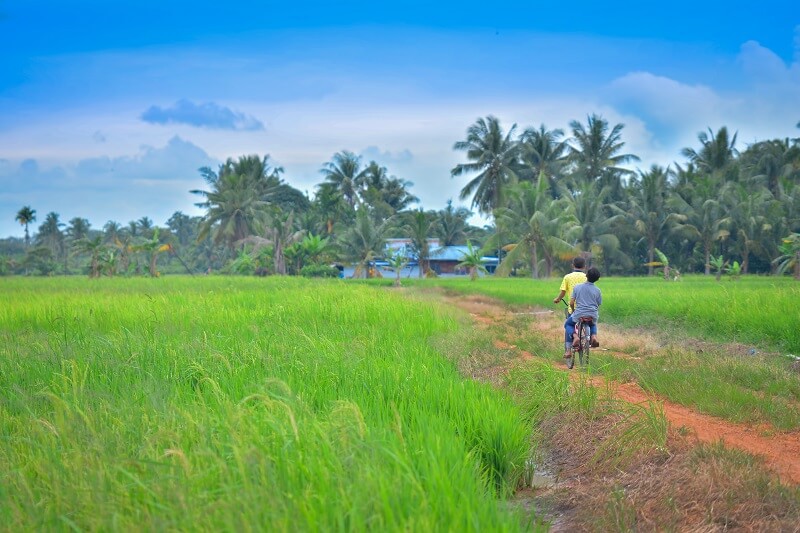 kanak-kanak bermain basikal di tepi sawah