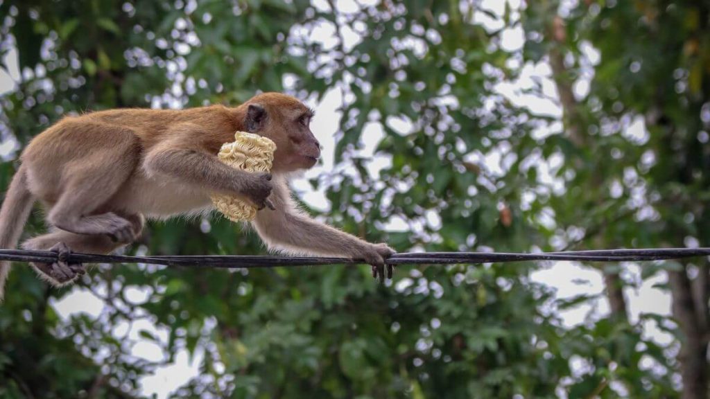 cara halau monyet di rumah