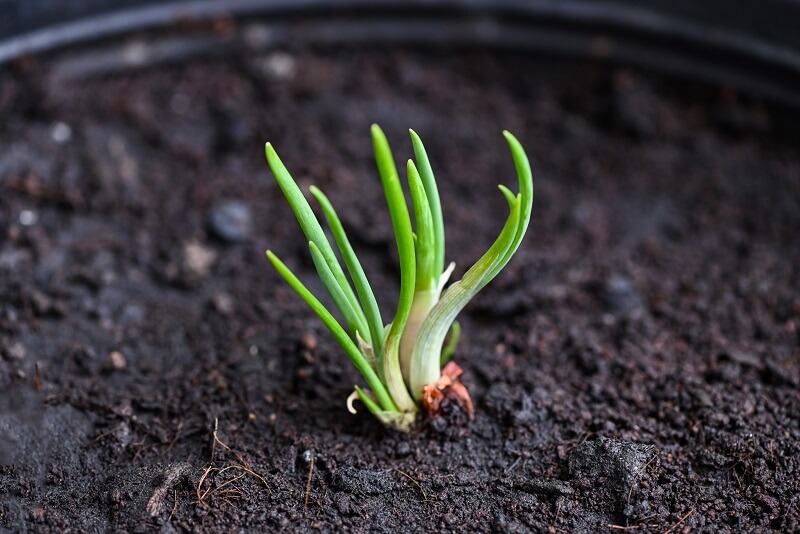 cara tanam daun bawang atas tanah