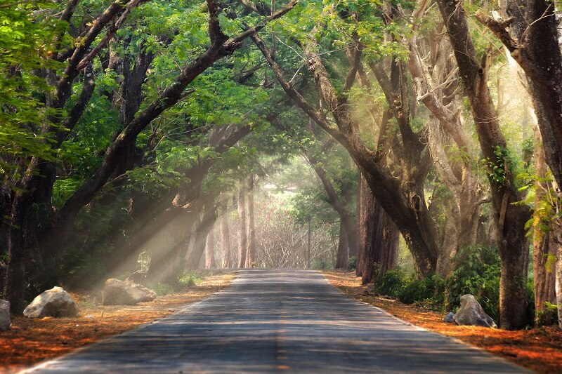 jalan raya dan pokok menghijau