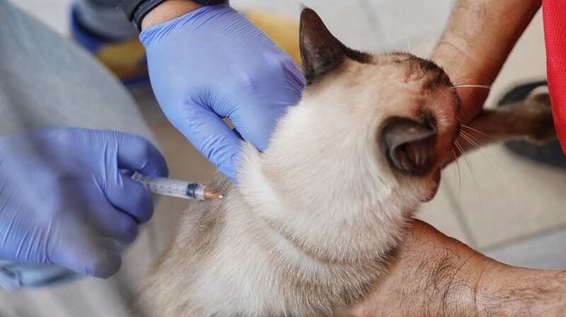 rabies