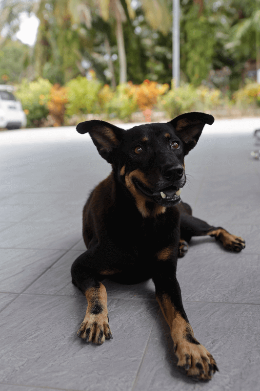 Anjing yang telah divaksin