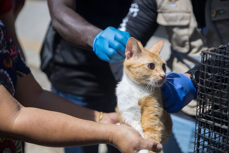 Kucing yang telah divaksin