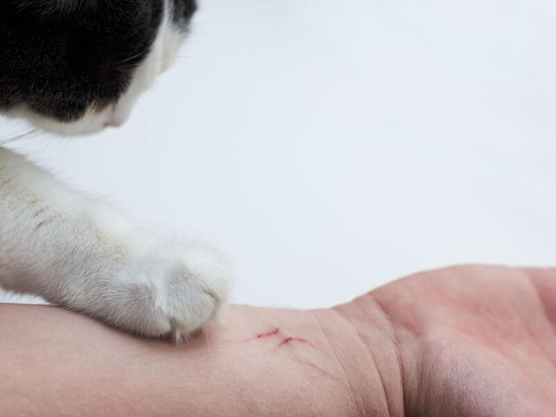 Rabies - cakaran kucing