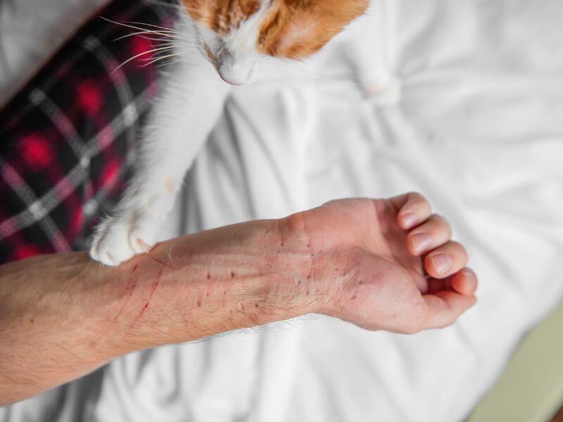 Rabies - luka kesan cakar kucing