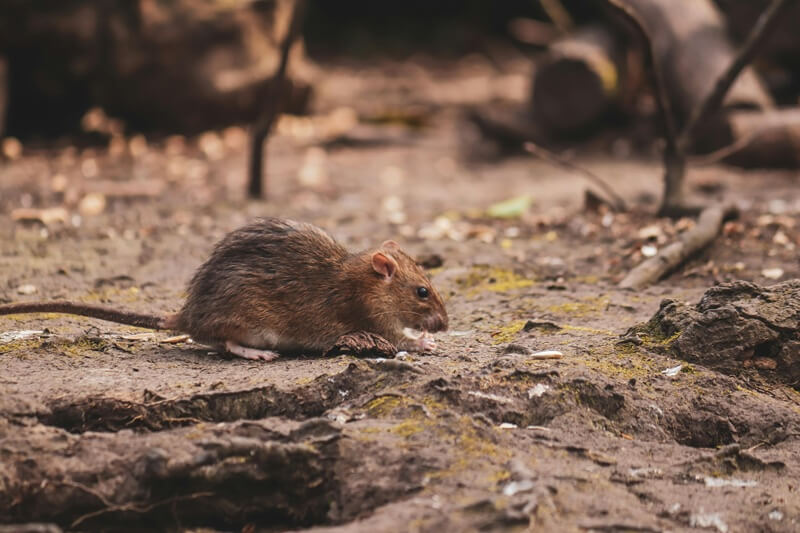 tikus penyebab Hantavirus